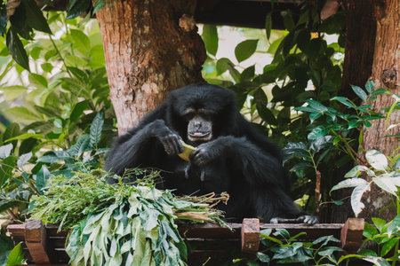 Portrait of a Gibbon of the Siamang species sitting on a tree, eating fresh fruits and leaves that are lying nearby. He is making funny chomping. The endangered species is protected in a reserve.の写真素材