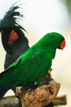 In the foreground green Eclectus parrot with a red beak looks at the camera. In the background, a...