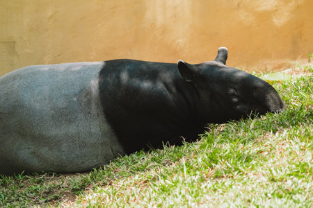 Medium shot of a black and white Malayan tapir lying on the green grass and resting in the zoo. Preservation of the population of rare mammals in the reserve. Tapir sleeps during the day.の写真素材
