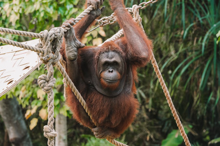 Medium shot of adult Sumatran Orangutan with orange fur hanging on ropes in zoo with lush tropical...