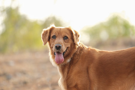 Portrait of a golden retriever in a park close-up, she sticks out her tongue and drools, the dog overheats in the summer. The dog gets tired from the heat.の写真素材