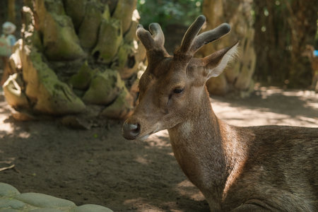 Close up portrait of Sambar deer lying in a park in tropical climate. Beautiful brown deer with...
