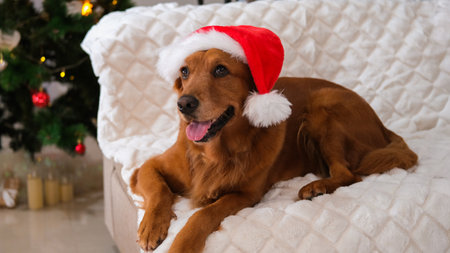 Portrait of golden retriever dog is lying on a sofa wearing a Santa hat. In the background is a Christmas tree decorated with lights and toys, and next to it is a sign that says Merry Christmas.の写真素材