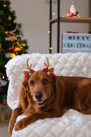 Golden retriever dog lies on sofa on the white fluffy blanket wearing reindeer antler headband in background of Christmas tree with lights and decorations. Sign reading Merry Christmas stands nearby.の写真素材
