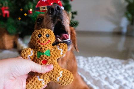 Close up of owner hand giving his golden retriever dog a gingerbread man toy. The dog is lying next to the Christmas tree, trying to take his gift from his hand. Celebrating with a beloved pet.の写真素材