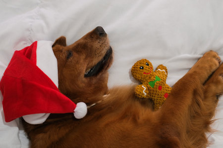 Top view of a golden retriever dog lying on a bed on a white blanket wearing a Santa hat and hugging a gingerbread man toy. Christmas gift for a dog.の写真素材