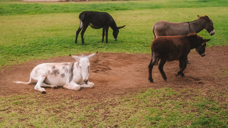 View of the donkey pen which is located on a farm in the mountains. Ecological farm for tourists....