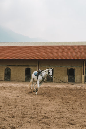 Horse training arena in a stable. The jockey holds the horse by the bridle and it runs in a circle. Raises a column of dust from under the hooves. Training in equestrian sport. Horseback riding.の写真素材