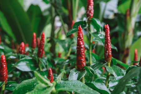 Close-up flower Red Ginger, also known as Red Spiral Lily, with wet green leaves after rainfall in a...