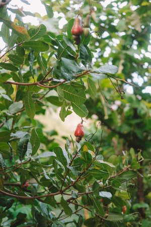 Close-up ripe red cashew apple with a nut attached hangs from a tree branch among green leaves. The background is softly blurred. Agriculture, organic farming, and tropical fruit production.の写真素材