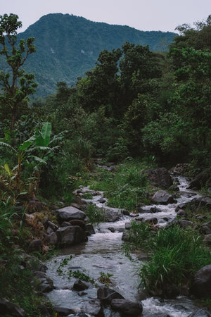 A clear mountain stream flows through a dense tropical forest with green vegetation, rocks, and banana trees. Misty mountains rise in the background. Untouched wilderness, biodiversity, eco-tourism.の写真素材