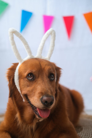 A close up portrait of a Golden Retriever dog wearing a bunny ears headband lies against a backdrop of Easter decorations. Next to her is a basket of flowers and eggs. A spring holiday.の写真素材