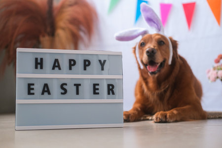 A golden retriever dog wearing a bunny ear headband lies next to Easter decorations. Next to it is a basket with flowers and eggs, which are painted in different colors. A spring holiday.の写真素材