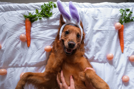 Top view of a golden retriever dog with a bunny ear headband lying on its back on a bed on a white...