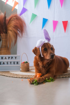 Portrait of a funny golden retriever dog lying in a bunny ears headband and eating on a carrot against the backdrop of Easter holiday decorations. She is gnawing on the carrot like a rabbit.の写真素材