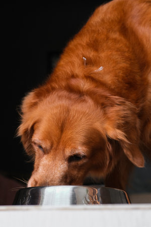 Portrait of a Golden Retriever dog eating dry food from an iron bowl in the living room. Proper and healthy diet for a pet that contains vitamins.の写真素材