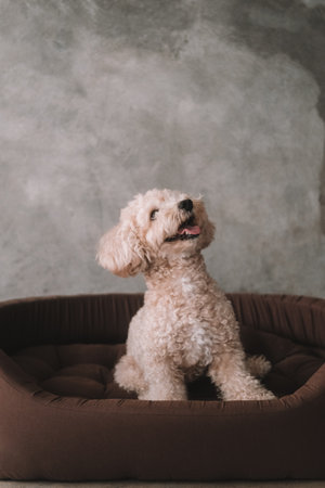 A portrait of a miniature toy poodle with white curly fur, sitting in a dog bed with a happy...