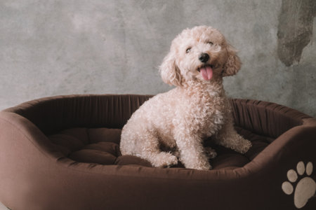 A portrait of a miniature toy poodle with white curly fur, sitting in a dog bed with a happy...
