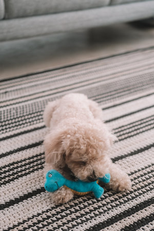 A portrait of a toy poodle with white curly fur, lying on a rug in the living room, holding a blue stuffed toy. A small dog playing indoors.の写真素材