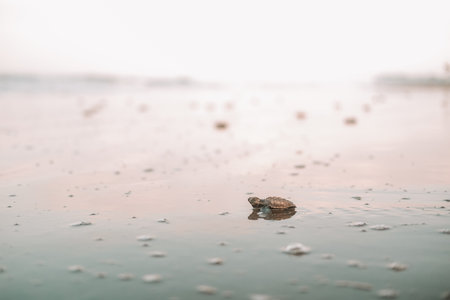 A close-up of a baby sea turtle running across the sand toward the ocean. Sea turtle rescue at a conservation center. A baby turtle hatchling runs toward the water. Saving nature and the environment.の写真素材