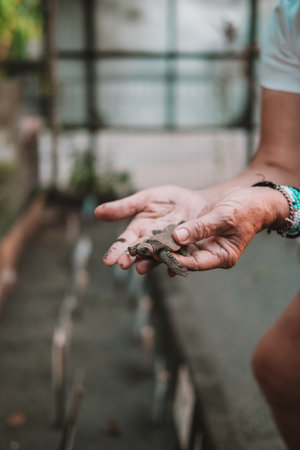 A close-up of the hands of a senior woman volunteer scientist who rescues and heals sea turtles at a...