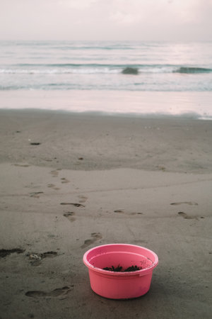On the beach by the ocean stands a large pink bucket containing baby sea turtles that have hatched from their nests.の写真素材