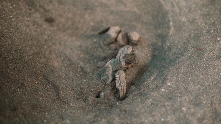 A close-up of a sea turtle nest in the sand, with baby turtles emerging from it. A baby sea turtle head and flipper protrude from the sand.の写真素材