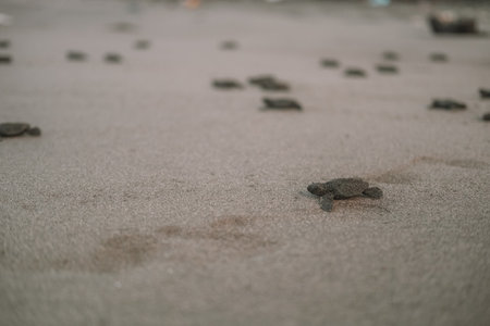 A close-up of a baby sea turtle running across the sand toward the ocean. A baby turtle hatchling...