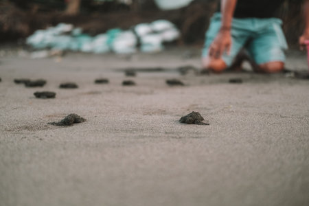 A wide shot of many sea turtle hatchlings running across the sand toward the ocean. A baby turtle runs toward the water. Saving nature and the environment.の写真素材