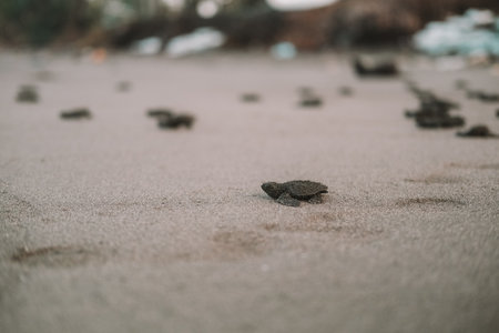 A close-up of a baby sea turtle running across the sand toward the ocean. Sea turtle rescue at a conservation center. A baby turtle hatchling runs toward the water. Saving nature and the environment.の写真素材