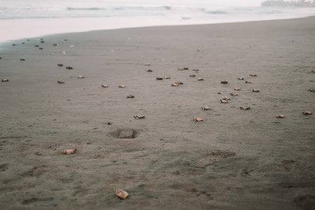 A wide shot of many sea turtle hatchlings running across the sand toward the ocean. A baby turtle runs toward the water. Saving nature and the environment.の写真素材