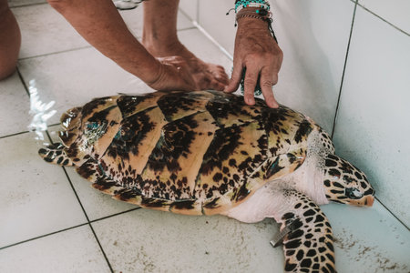 A close-up of a senior female volunteer brushing the shell of an adult sea turtle that is now housed in a pool at a sea turtle conservation center.の写真素材