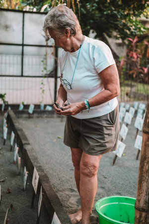 A portrait of a senior woman scientist volunteer with gray hair collecting hatchlings from their nests at a sea turtle conservation center. She transfers them to a bowl to release them into the ocean.の写真素材