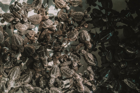 A view of a pool with baby sea turtles at the Conservation Center. Newly hatched turtles wait in line to be released into the ocean. Volunteer work and marine conservation. Save the turtles.の写真素材