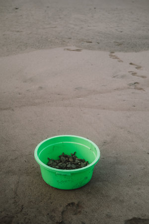 On the beach by the ocean stands a large green bucket containing baby sea turtles that have hatched from their nests Volunteer work saving endangered species. Releasing baby sea turtles into the oceanの写真素材