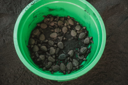 An overhead view of a large green bucket containing hatchling sea turtles at conservation center. Volunteer work, saving endangered species. Releasing baby sea turtles into the ocean.の写真素材