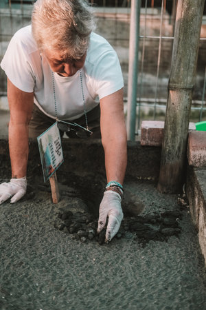 A portrait of a senior woman scientist volunteer with gray hair collecting hatchlings from their nests at a sea turtle conservation center. She transfers them to a bowl to release them into the ocean.の写真素材