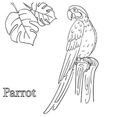 Parrot coloring pages for childrenのイラスト素材