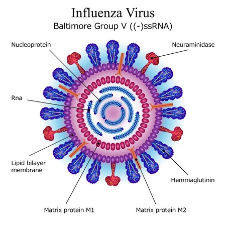 Diagram of Influenza virus particle structureの写真素材