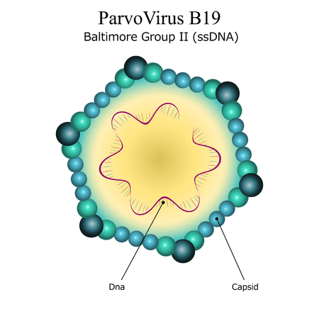 Colorful diagram of Parvo virus B19 particle structure with annotations on white background. Vector illustrationのイラスト素材