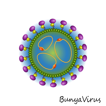 Colourful Bunya Virus particle structure isolated on white backgroundのイラスト素材