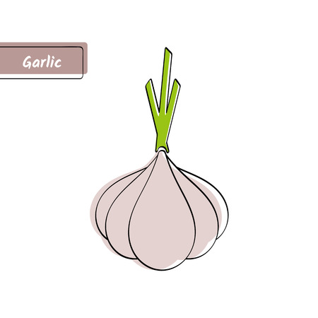 Flat design vegetable education card, vector illustration. Big solid gray isolated garlic with black outline and stylish label on white background.のイラスト素材