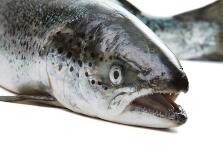 Salmon isolated on white background. Head closeup with open mouthの写真素材