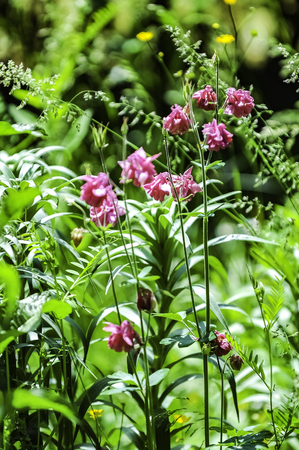Pink wild flowers in wilderness grass field against wild vegetationの写真素材
