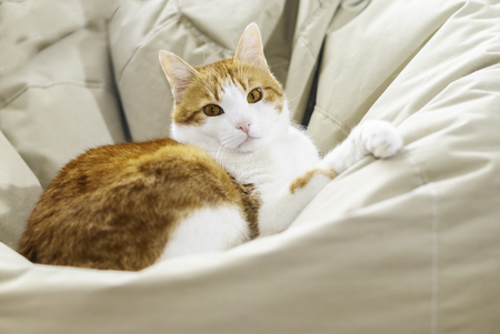 Yellow white domestic cat looking in camera lying on lazy bag- Shallow depth of field close up direct shot of domestic cat - Focus on eyesの写真素材