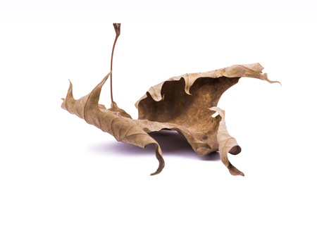 Dry tree leaf isolated on whiteの写真素材