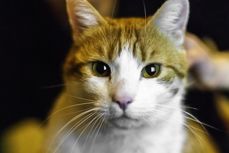 Portrait of yellow white domestic cat looking in camera - Shallow depth of field close up direct shot of domestic cat - Focus on eyesの写真素材