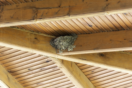 Swallow nest on roof beams - Nest of cliff swallows under the roofの写真素材
