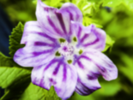 Unfocused blurred purple blooming flower background - Out of focus close up of blooming flower - Blurred flower concept of springの写真素材