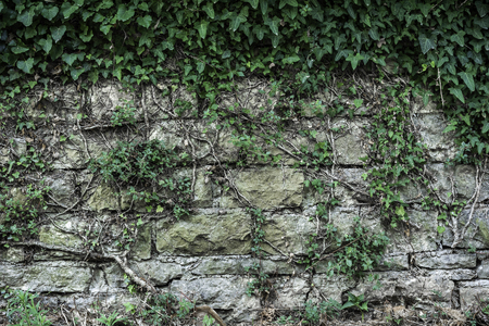 Texture of a stone wall live wall plants roots old castle stone live wall texture backgroundの写真素材